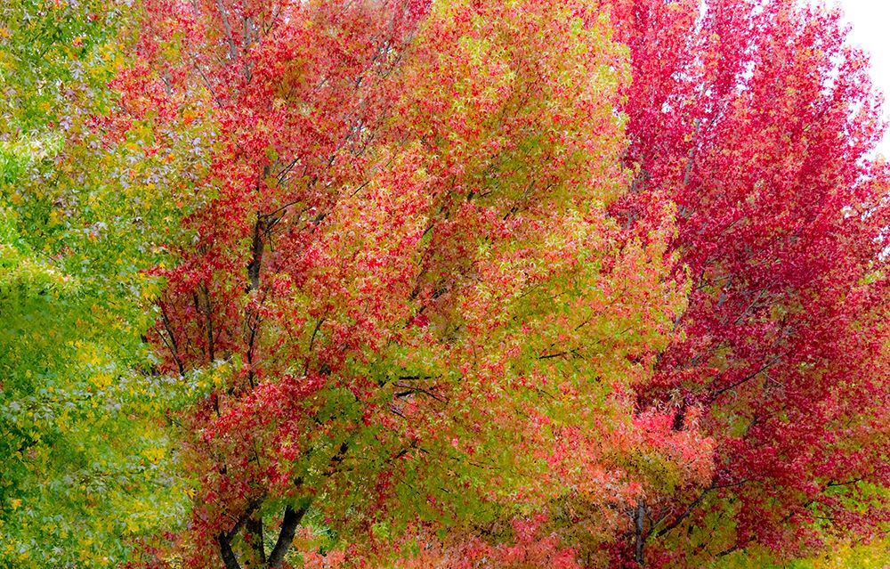 USA-Washington State-Issaquah with fall colored Maple trees along downtown roads